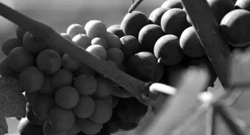 Cépages utilisés pour la composition du champagne