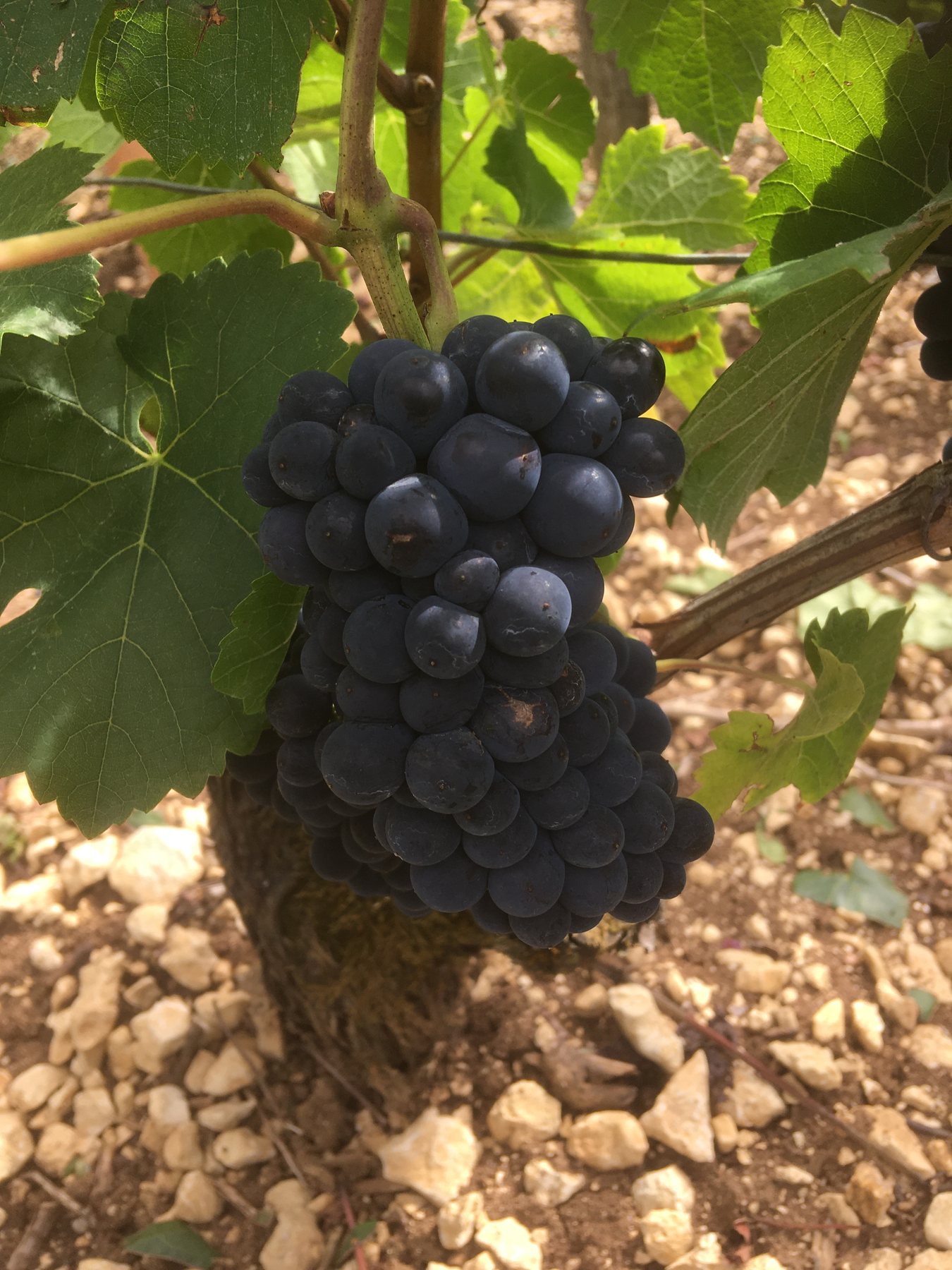 Grappe de Pinot Noir sur sol calcaire à Channes