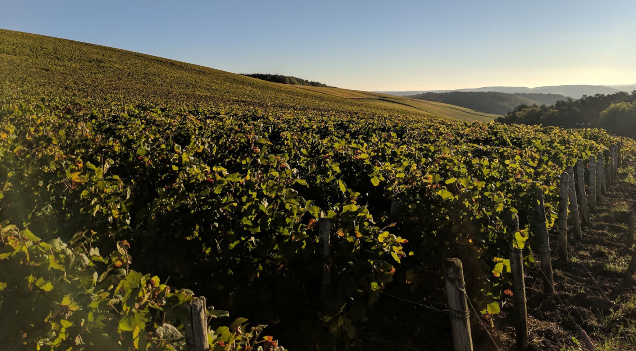 Vignes de Champagne dans la Côte des Bar
