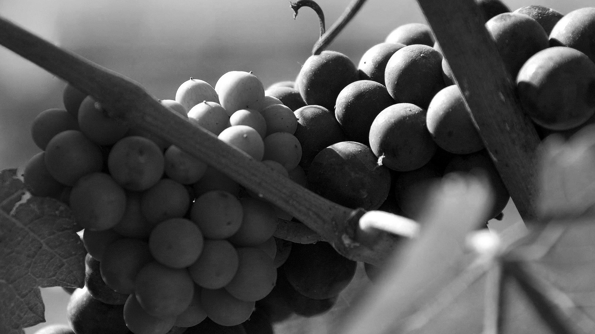 Grappes de raisin dans le vignoble de la Côte des Bar