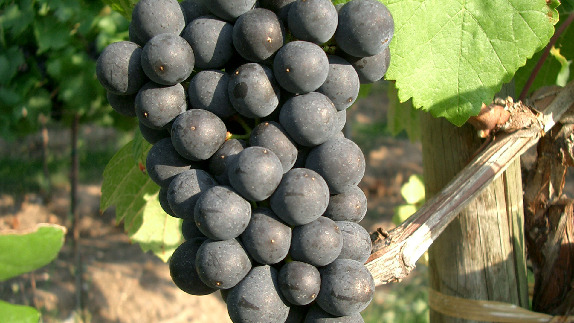 Pinot noir dans la Côte des Bar
