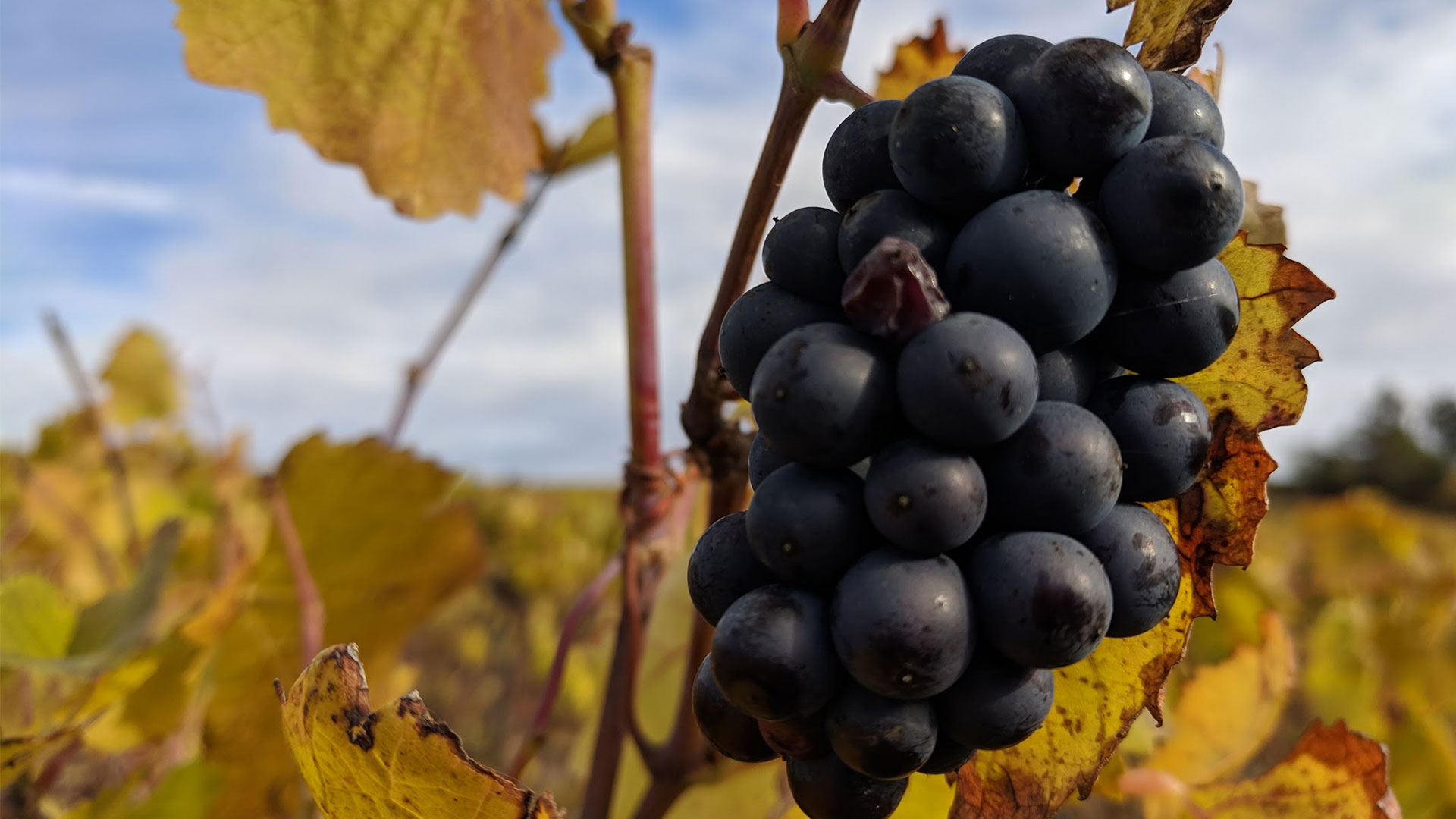 Raisins noirs à maturité dans les vignes