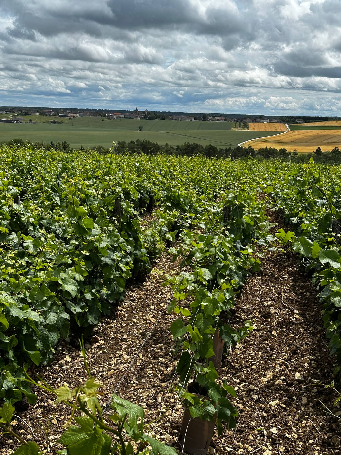 Vignes et village dans la Côte des Bar, près de Channes