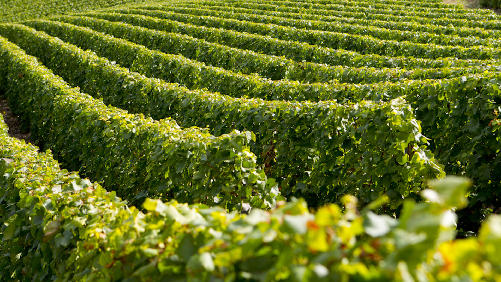 Rangs de vignes dans la Côte des Bar